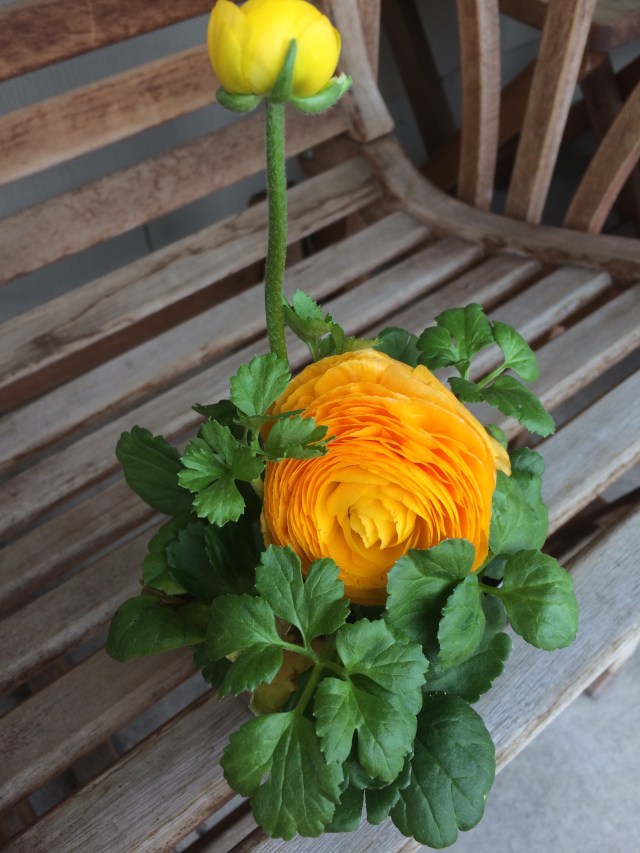 Yellow Ranunculus