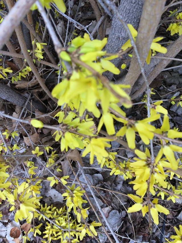 Forsythia.