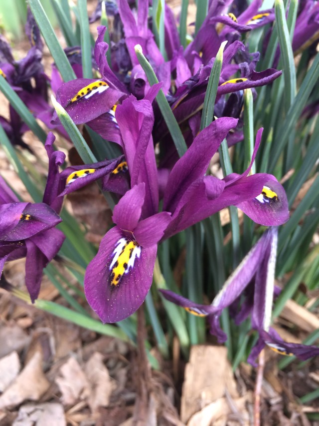 Early spring Iris