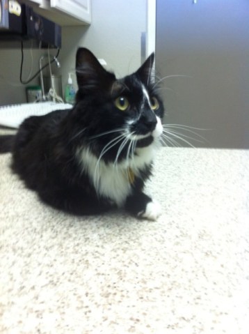 Tuxedo cat at the vet