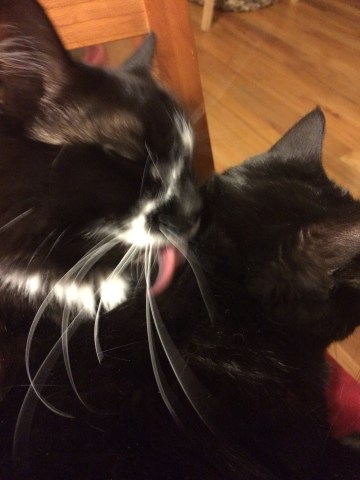 Tuxedo cat bathing black cat.