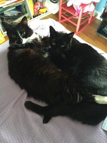 Black cat and black and white cat on a bed