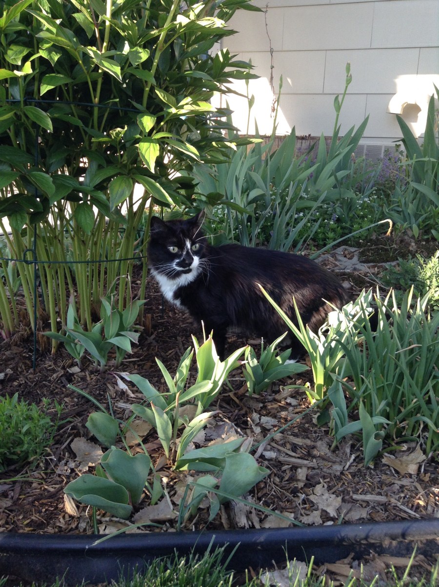 Black and white cat in the garden
