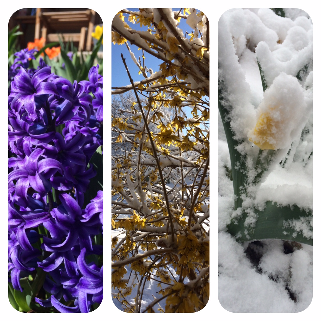 Image 1 - windows into the garden