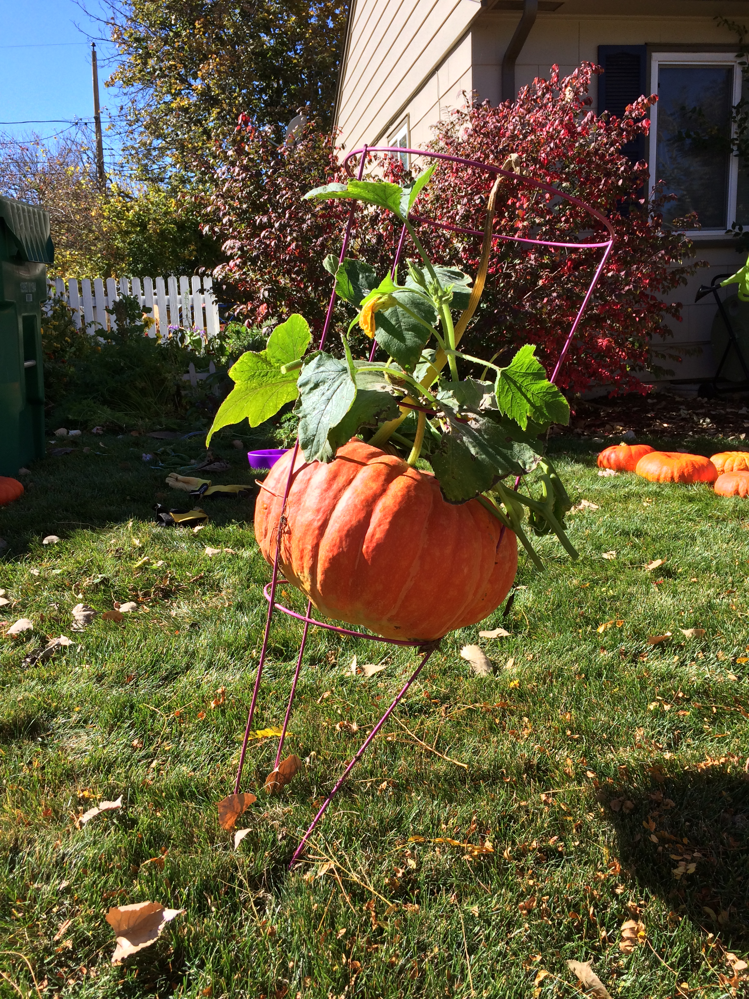 Image 6 - pumpkin in a cage
