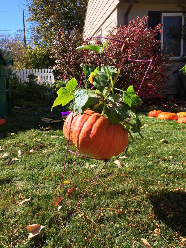 Image 6 - pumpkin in a cage